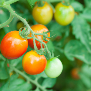 Tomatoes in garden