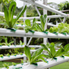 Vertical Hydroponic Garden