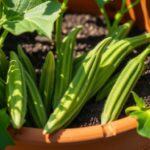 growing okra in containers