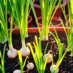 growing onion sets in containers